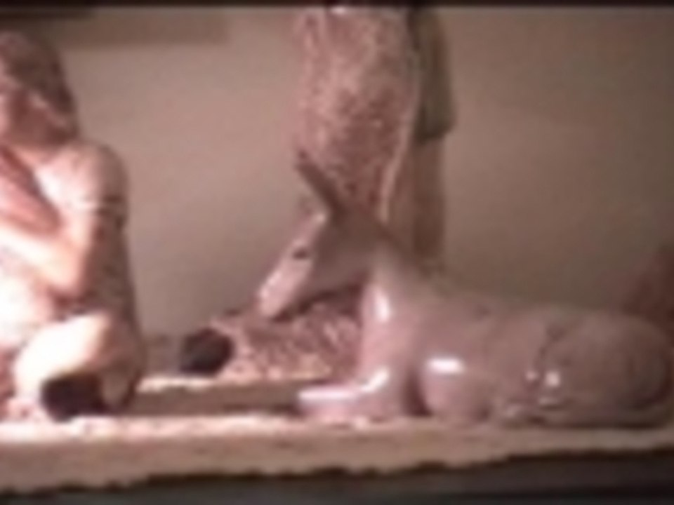 Cat in nativity scene