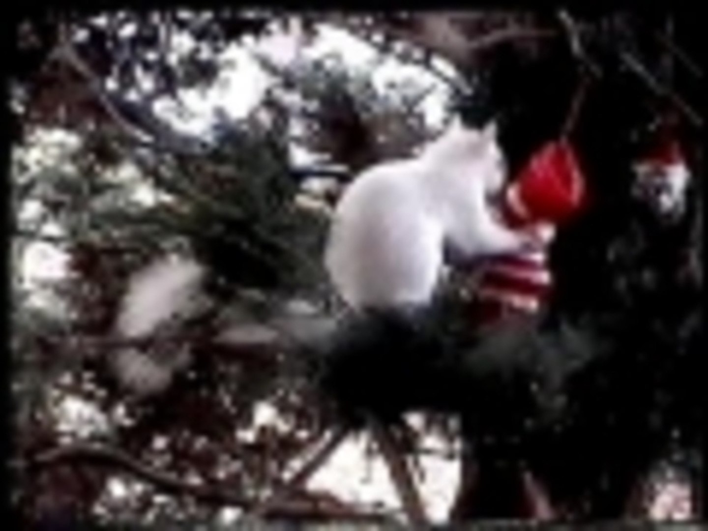 ⁣Santa s Squirrel
