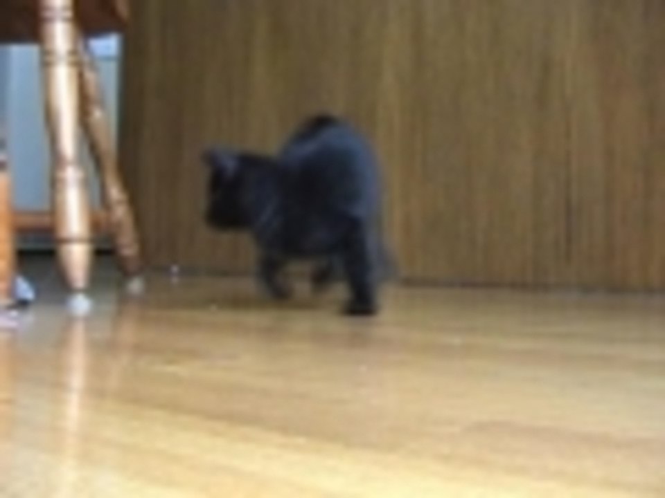 Kitten afraid of remote control mouse