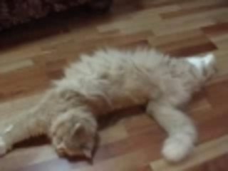 roll over cat roll over