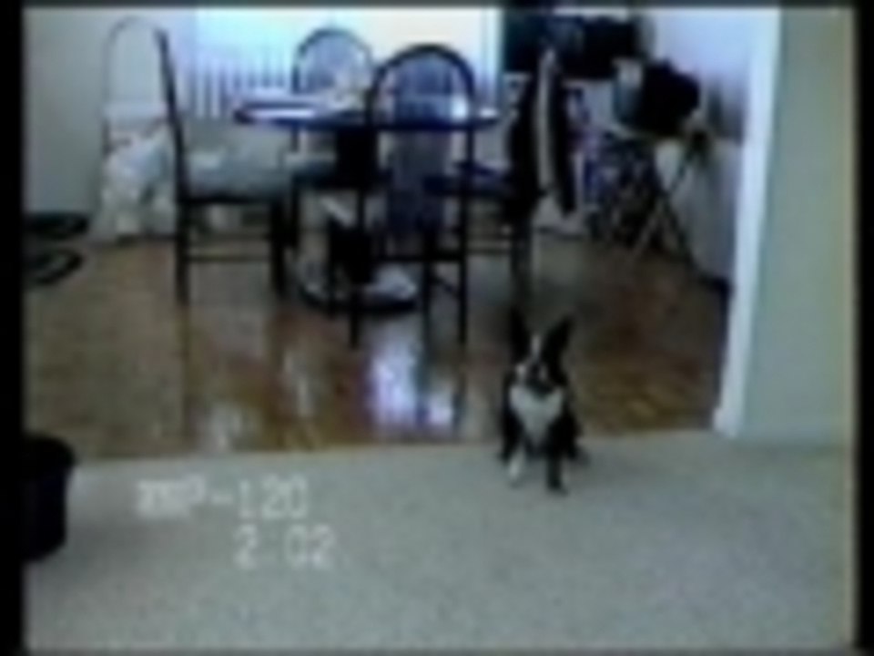 Dog plays wide receiver