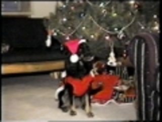 Caroling Dog