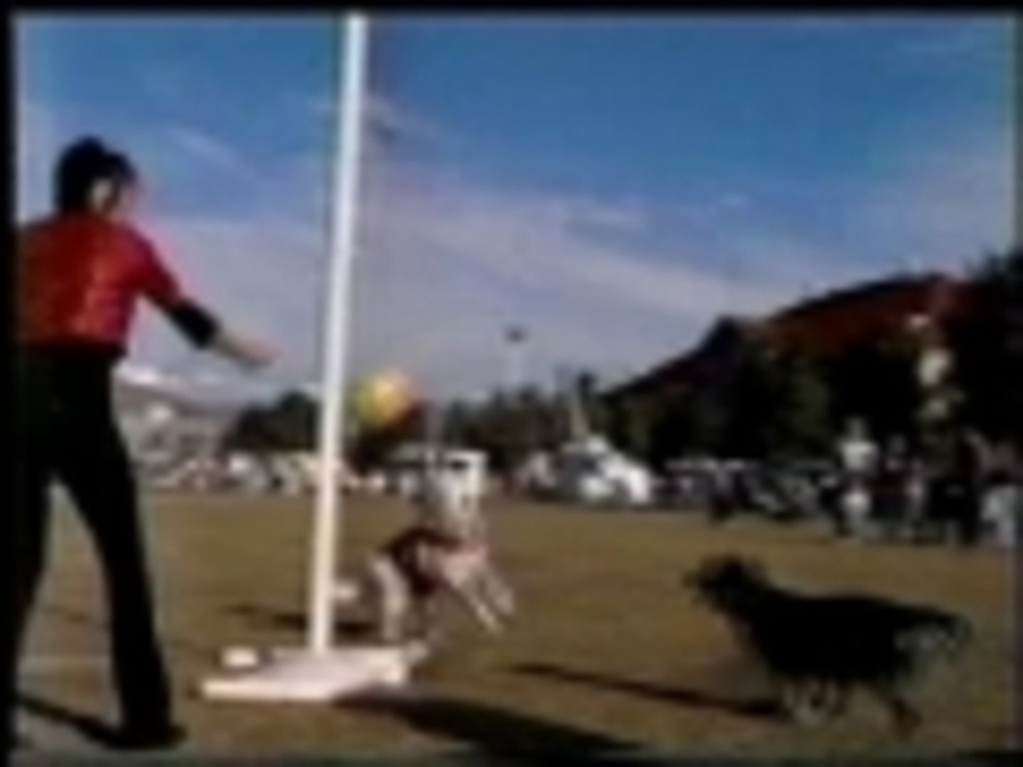 ⁣Dog vs. dog tetherball