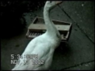 Concerto in Duck minor