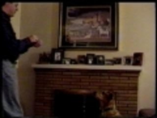 Stay Puft marshmallow dog