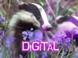 Funny animal video Voces y narrador Locuciones doblaje en ingles britanico en Madrid Edward Olive voice-overs Spain