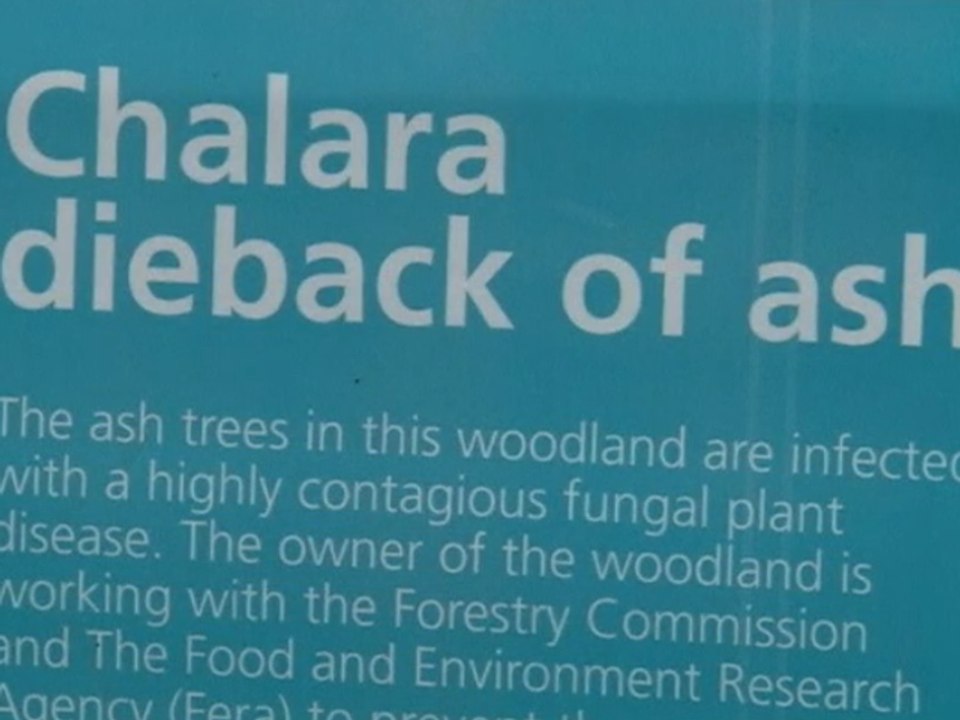 Deadly Disease Could Wipe Out UK's Ash Trees, Causing Dramatic Impact