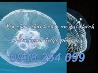 Cung cấp,bảng giá sàn gỗ tại quận 5 hcm call 0938 254 099