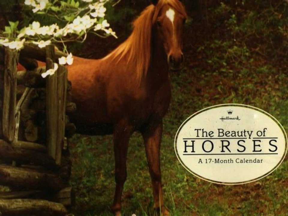 The_beauty_of_Horses
