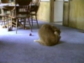 Dog Bites Its Own Leg 🐶