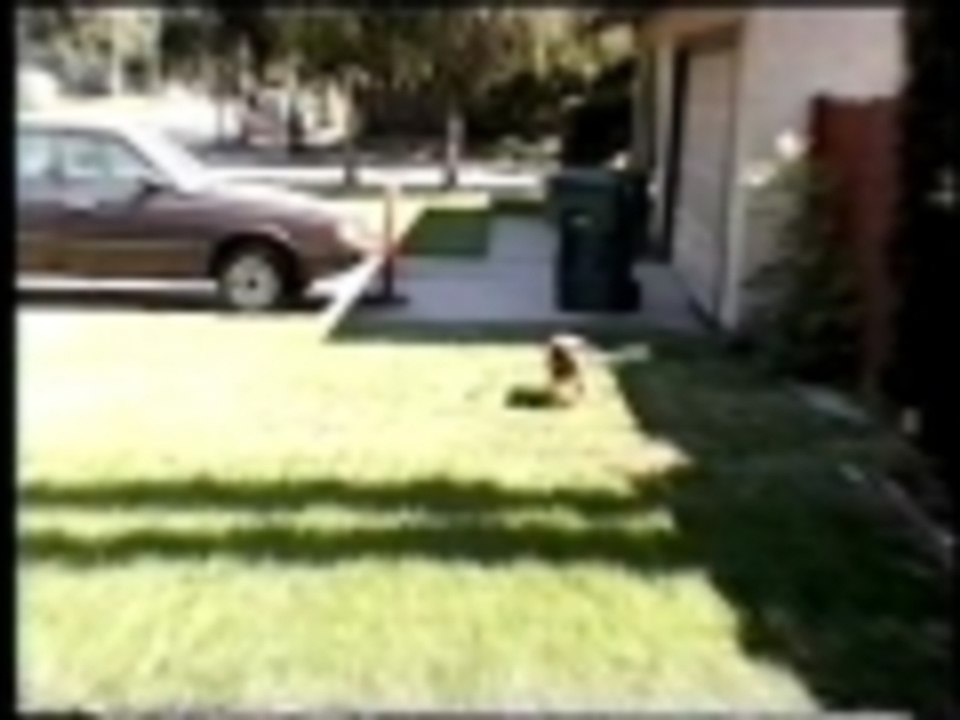 Hula hoop doggie