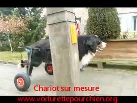 chaise roulante pour chien