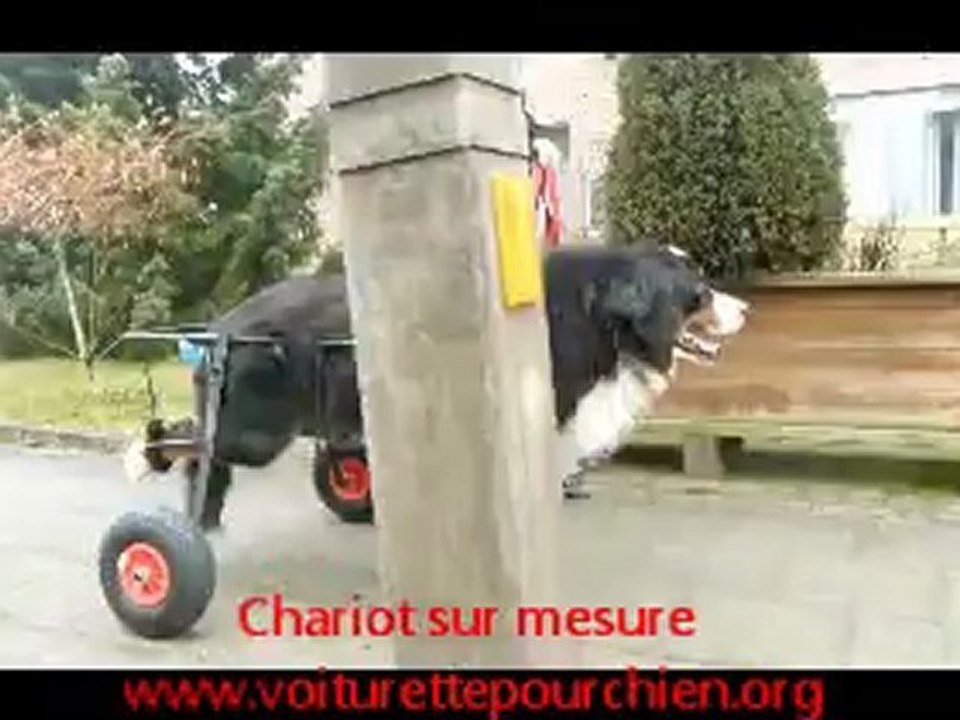 chaise roulante pour chien