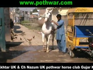 Ch Akhtar Ch Nazum UK Horses at wd 8 Gujar Khan