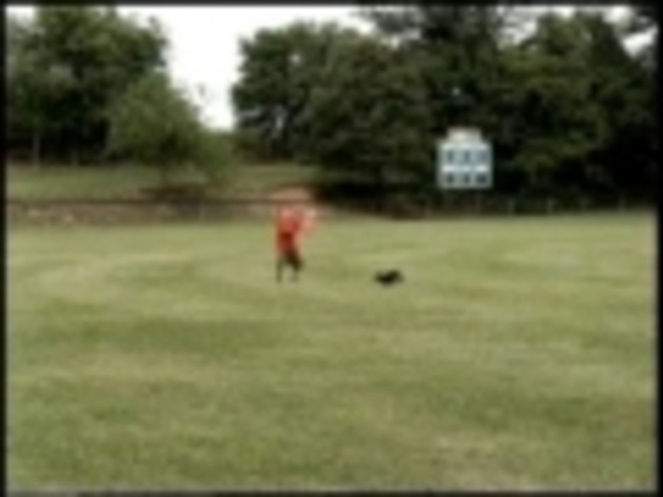 Rugby dog