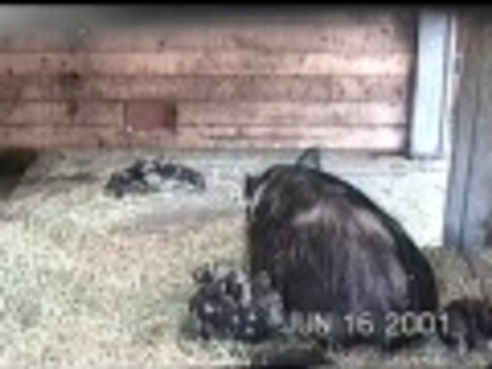 Piglets at Play