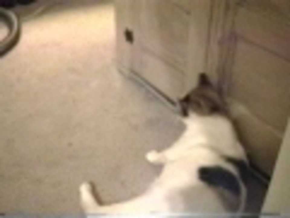 This cat aint no dummy