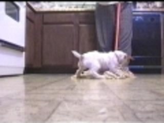 Mop the floor with the dog...