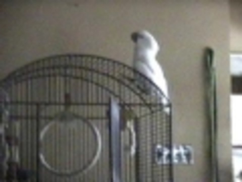 Bird gettin krump yo