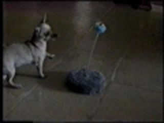 You dont look like a cat.