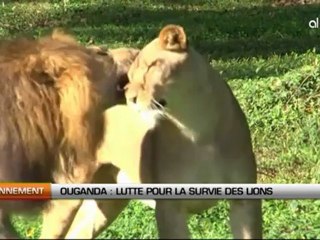 L'avenir des lions en Ouganda repose sur de jeunes lionceaux