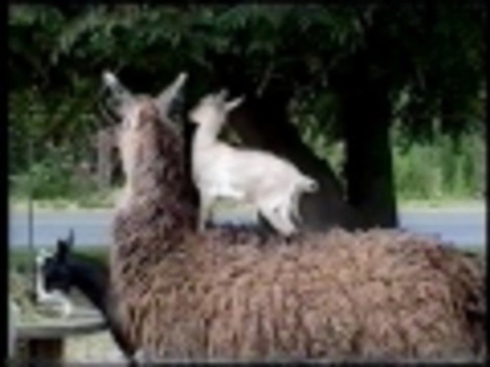 Llama loves her goat baby