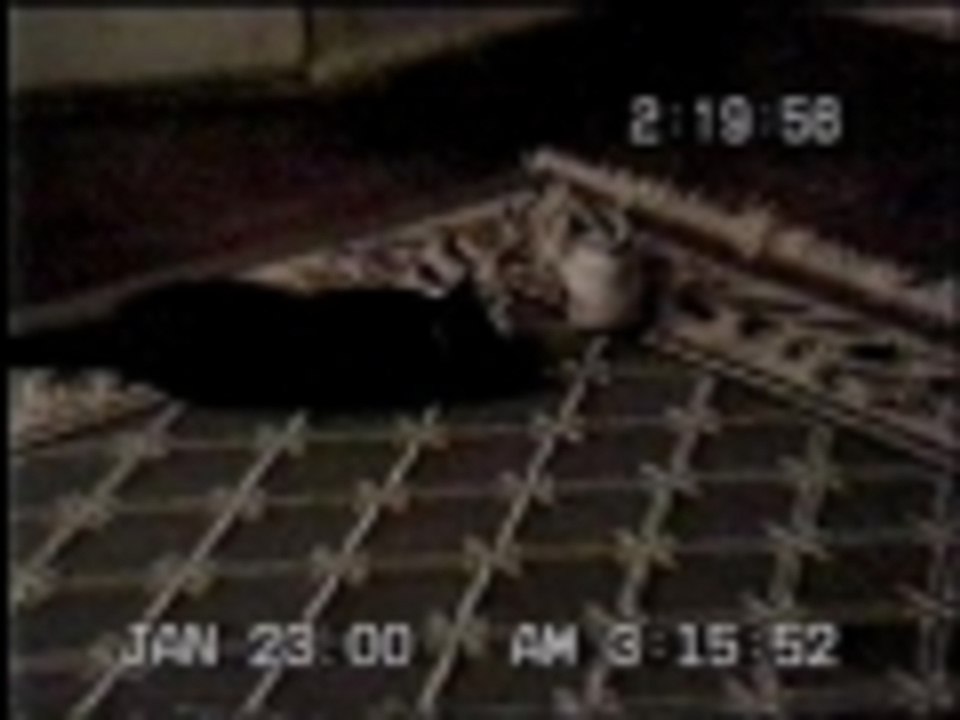 Cat vs. shoe