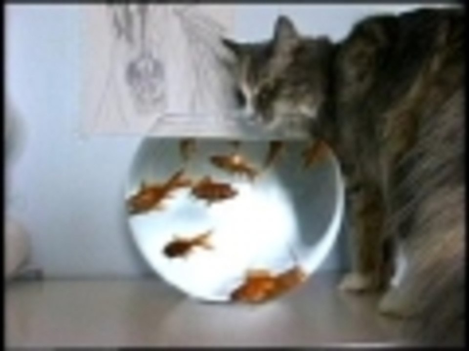 Fish flavored water