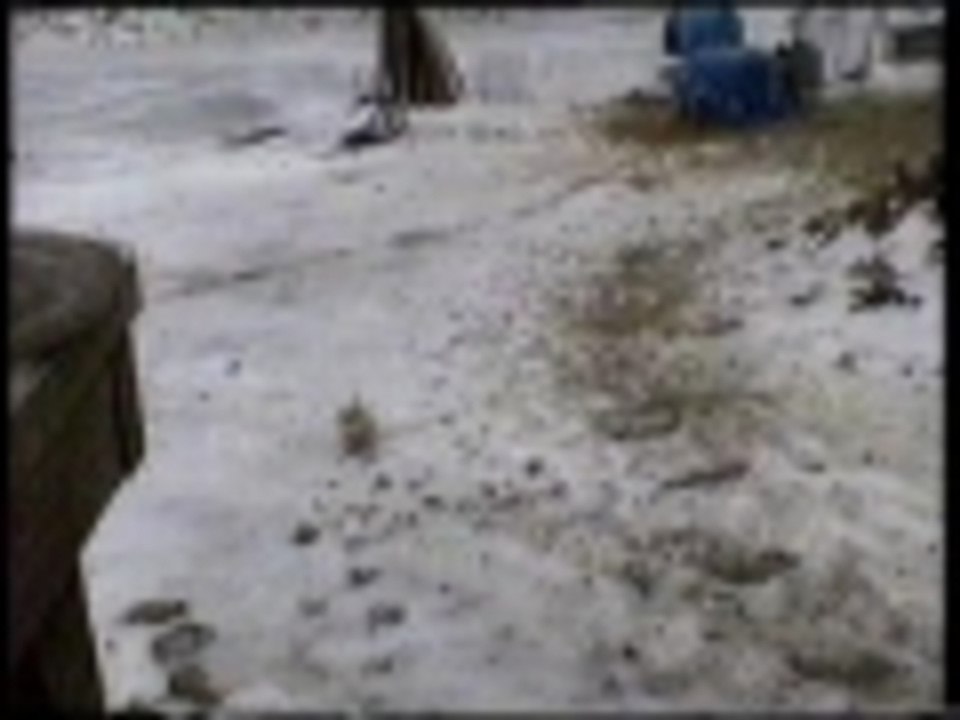 Slippery duck