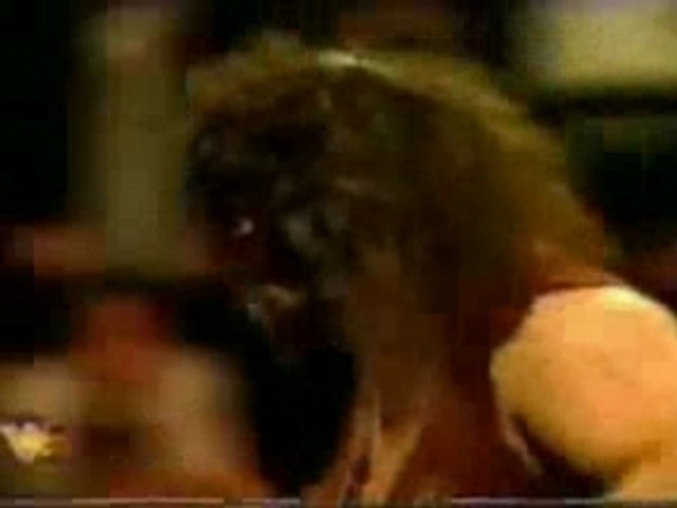 WWE forever
