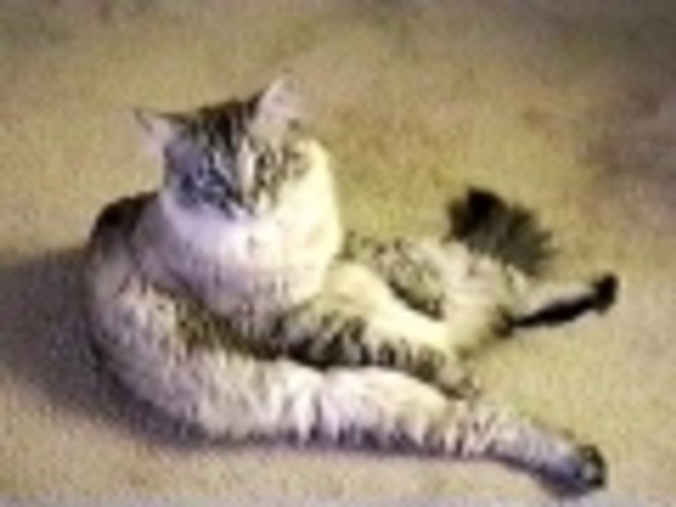 Clarence the Cross Eyed Cat