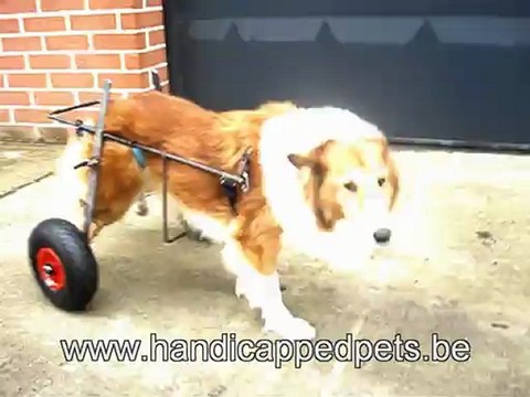 chariot pour animaux handicapés sur mesure