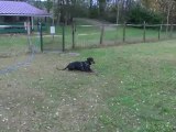 magmar von der burgstatte jambière garde au ferme saut en longueur 1 an et 9 mois