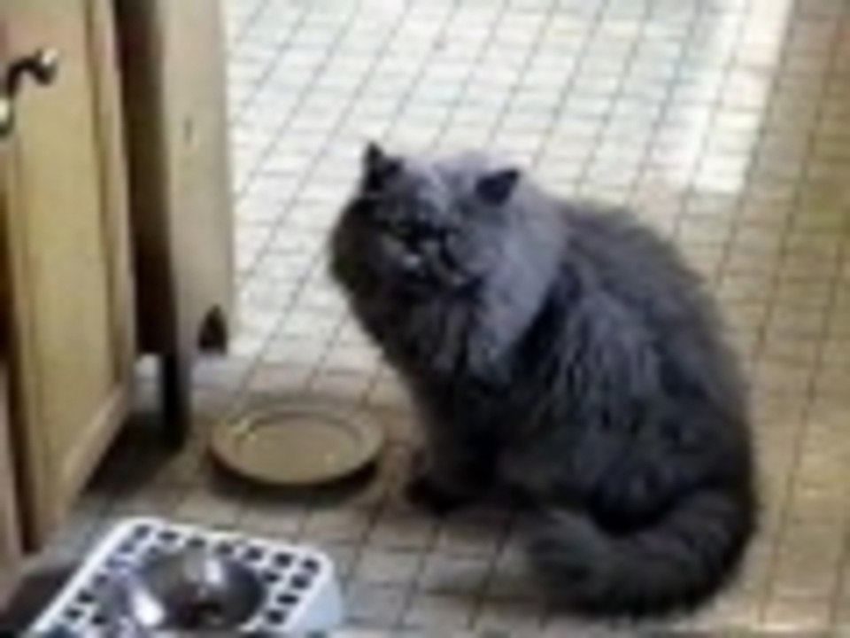 Hungry Kitty