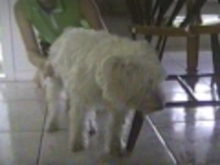 Fluffy the vampire dog