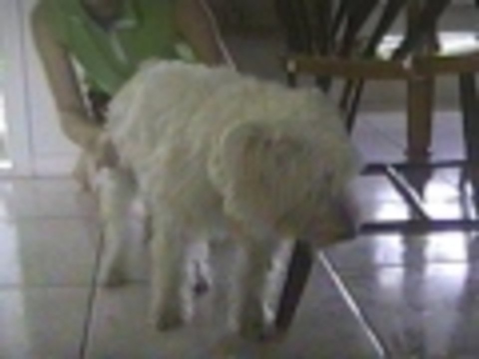 Fluffy the vampire dog