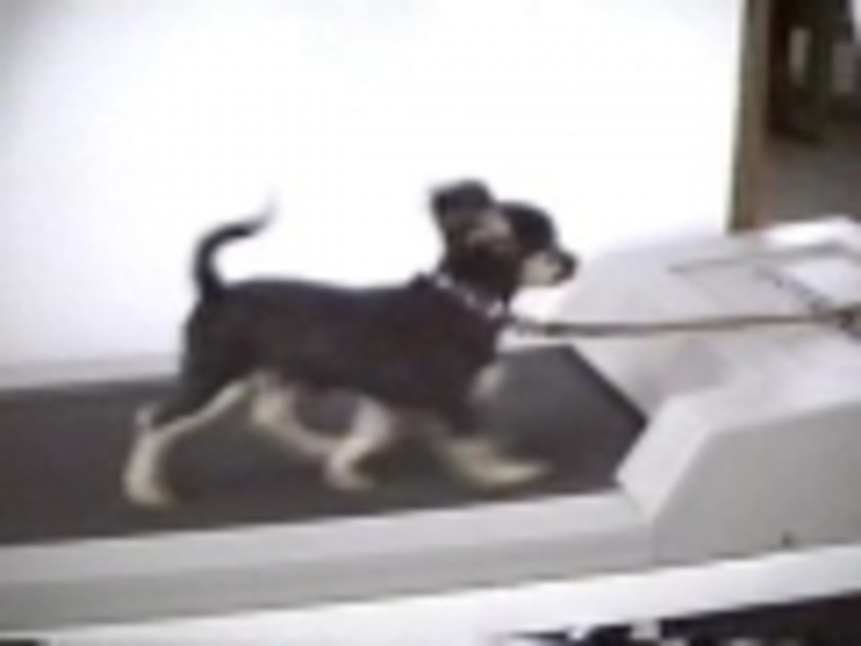 Treadmill made for 2... dogs