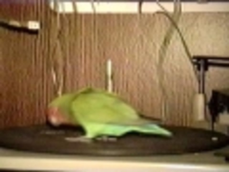 Birdie DJ