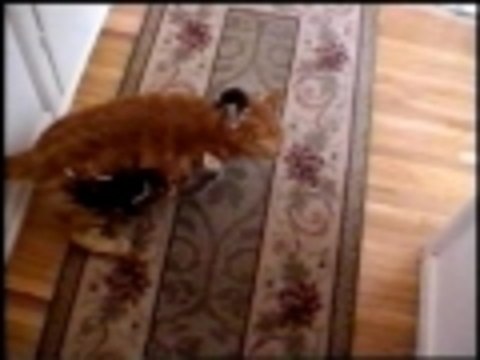 Mothers burden - adoption style