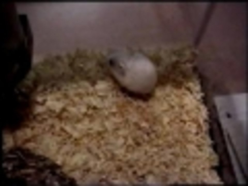 Its that flipping hamster again