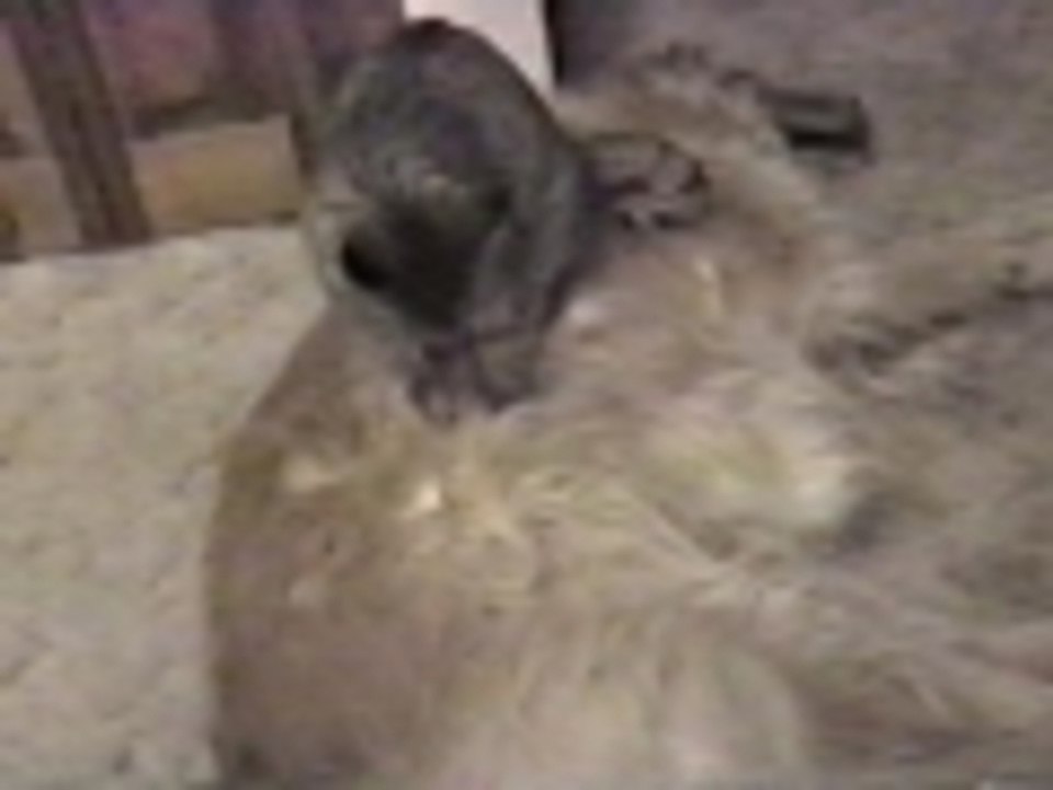 Deep tissue tabby massage