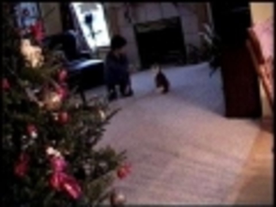 Wendel the wondercat can take down any human