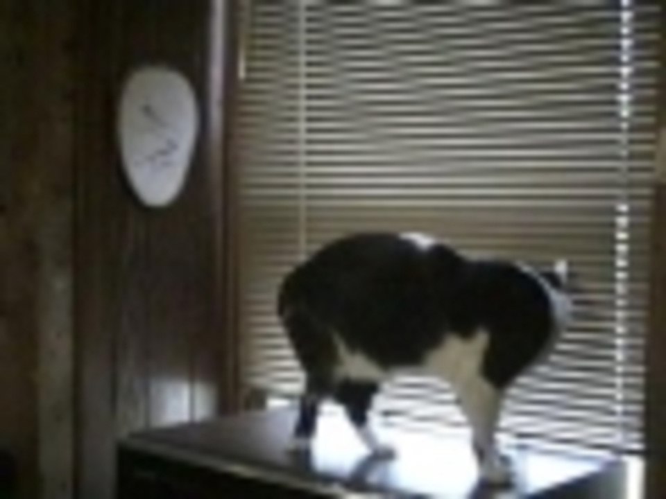 Spy Cat
