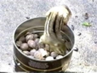 Digging for gold -- Chipmunk style