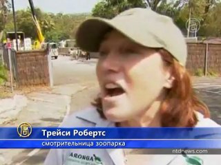 Как в Австралии перевозили жирафа за 400 км