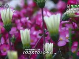 saku saku (20121109-0730 ｔｖｋ)-03