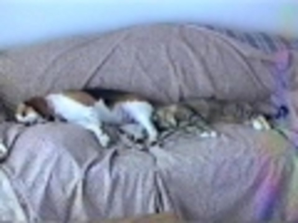 I dare you to find something cuter than this