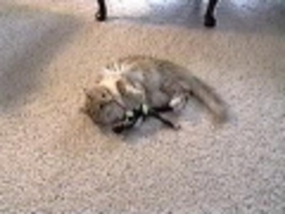 The Kitty vs Ken grudge match