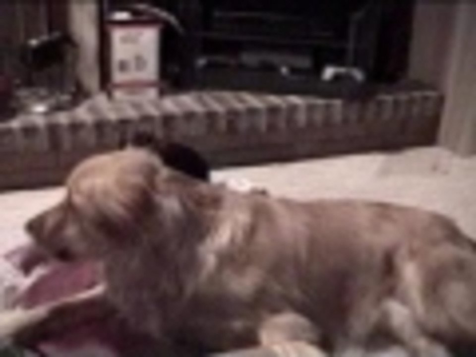 Good thing he likes the little dog...