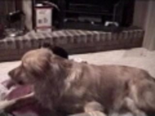 Good thing he likes the little dog...